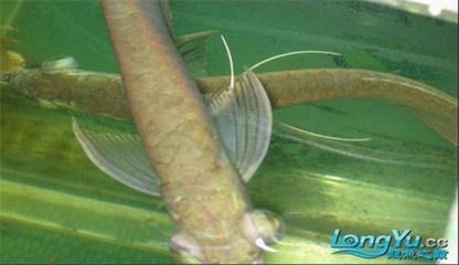 龍魚疾病預防措施有哪些內容：龍魚日常護理技巧分享：龍魚疾病預防的主要措施