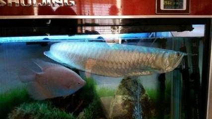 北京哪里賣龍魚便宜的好：北京海鮮市場，北京龍魚市場