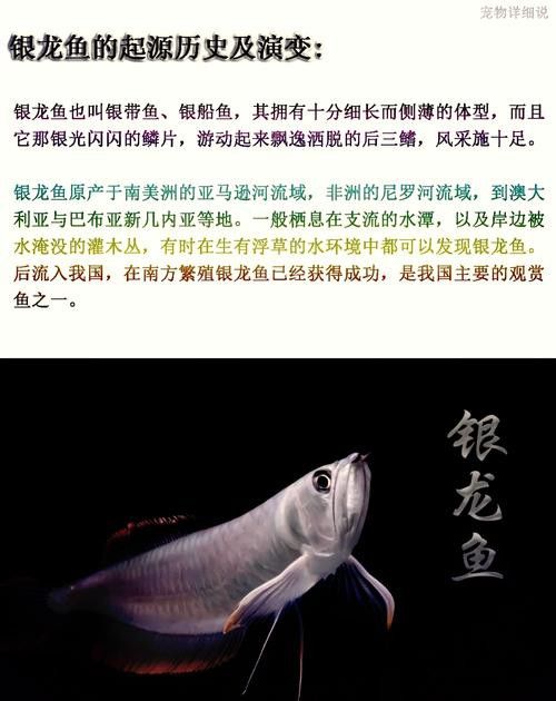 銀龍為什么沒有金龍魚貴呢圖片