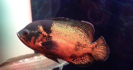 龍魚拉透明糞便：龍魚拉透明糞便怎么辦