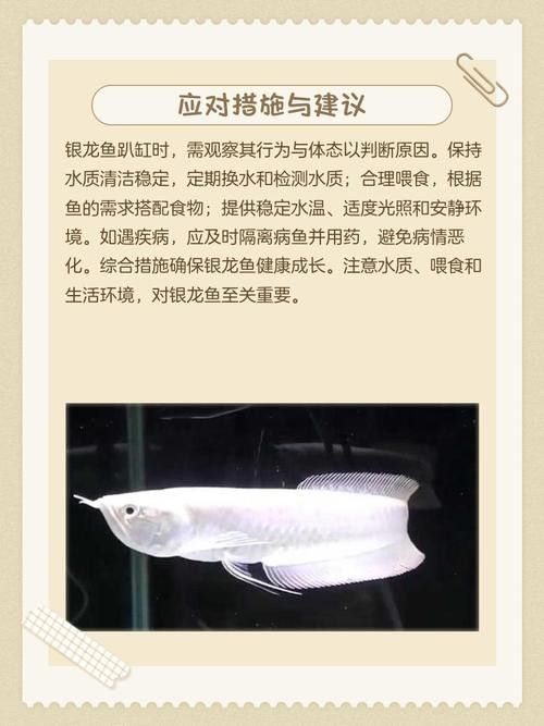 銀龍魚苗怎么養(yǎng)殖方法圖片