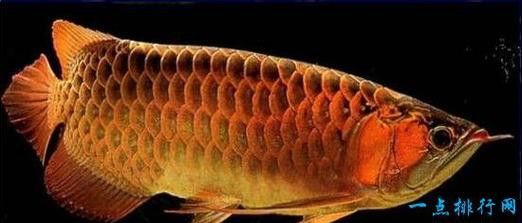 中華龍魚化石