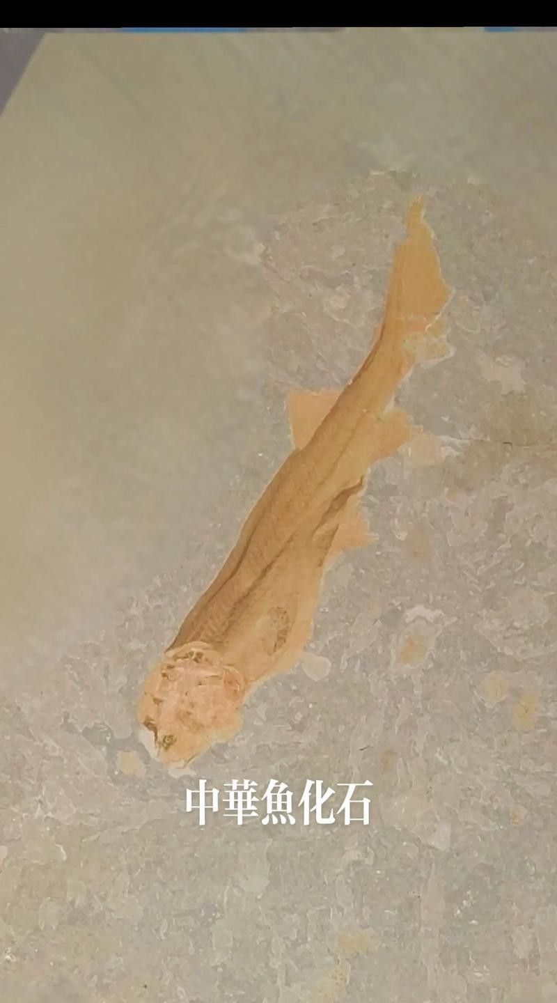 中華龍魚化石