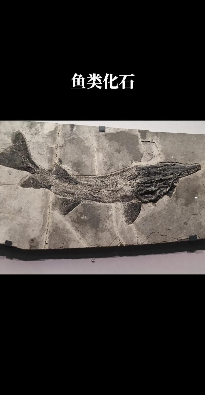 中華龍魚化石
