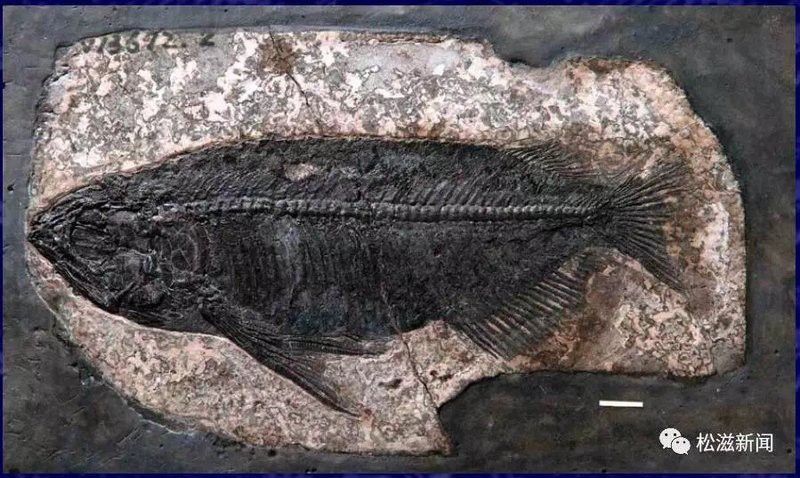 中華龍魚化石