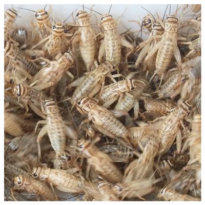 金龍魚吃蟋蟀的好處和壞處和壞處和壞處：吃蟋蟀的好處和壞處 金龍魚吃蟋蟀的好處和壞處和壞處和壞處：吃蟋蟀的好處和壞處 龍魚百科 第1張