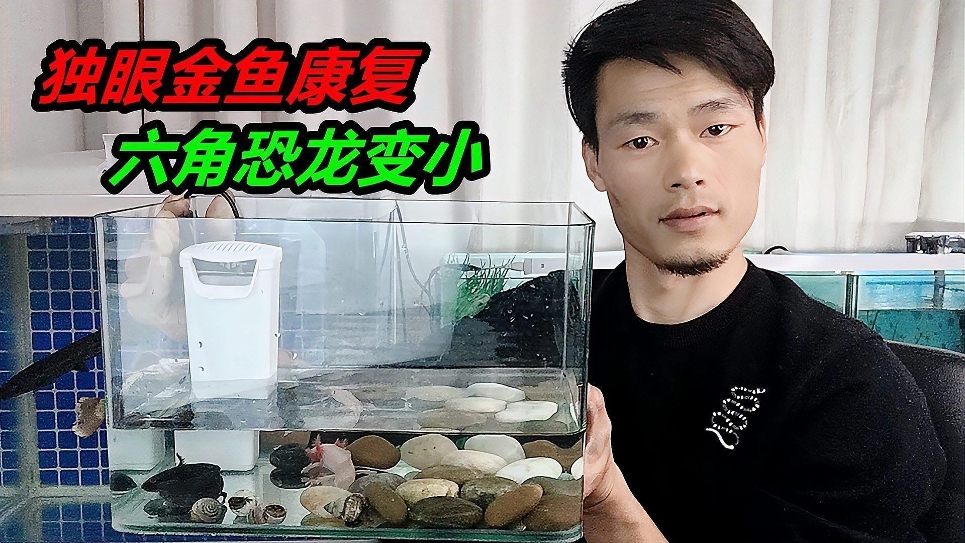 如何判斷魚打架的傷勢是否嚴重？