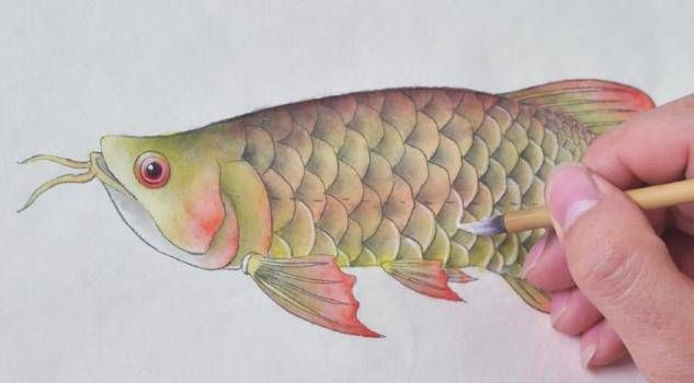 金龍魚眼上有白點(diǎn)是怎么回事：金龍魚眼上出現(xiàn)白點(diǎn)可能是由多種原因引起的