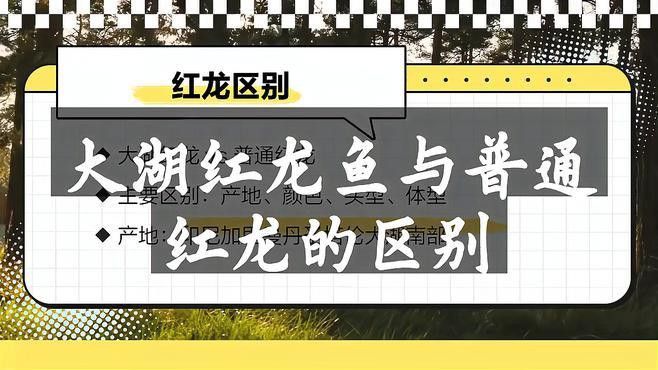 紅龍魚來自哪里 紅龍魚來自哪里 龍魚百科