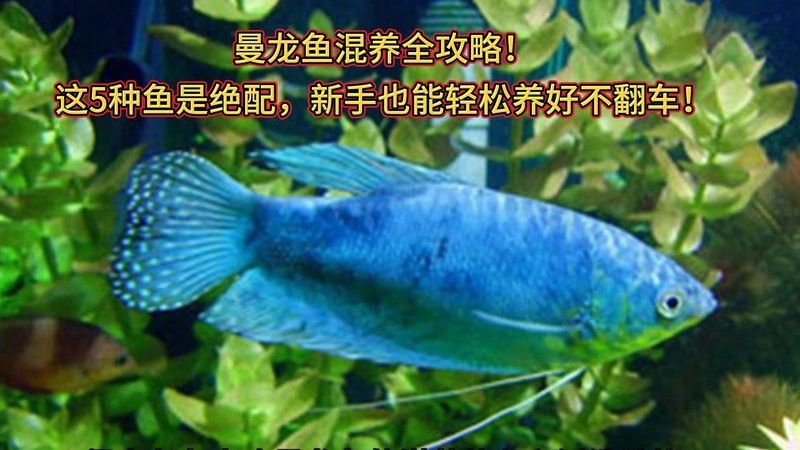 曼龍魚混養有哪些注意事項？ 曼龍魚混養有哪些注意事項？ 龍魚百科 第5張