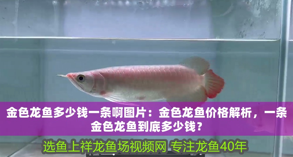 金色龍魚多少錢一條啊圖片：金色龍魚價(jià)格解析，一條金色龍魚到底多少錢？