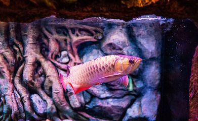 龍魚好養(yǎng)嗎龍魚怎么養(yǎng)活（如何飼養(yǎng)龍魚）