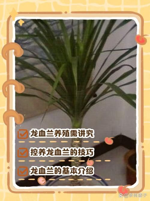 如何延長紅龍字蘭花的花期？