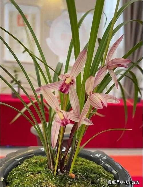 如何延長紅龍字蘭花的花期？