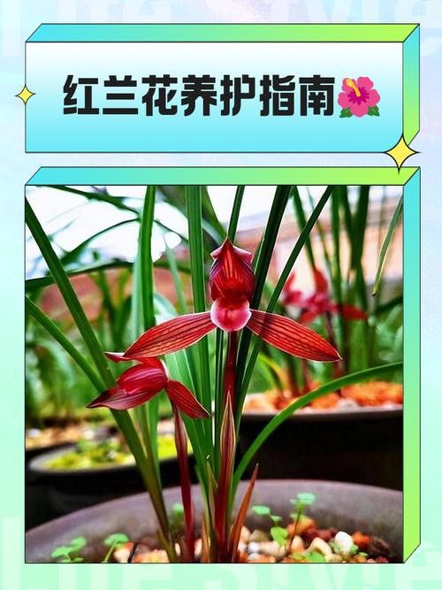 如何延長紅龍字蘭花的花期？