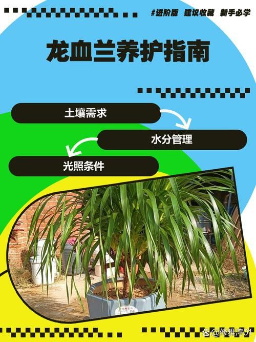 如何延長紅龍字蘭花的花期？