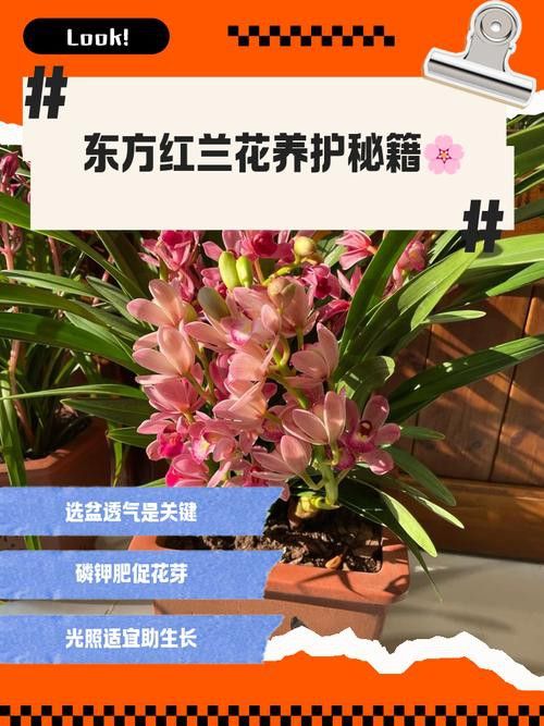 如何延長紅龍字蘭花的花期？