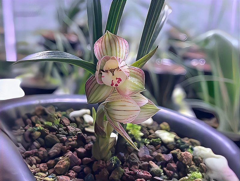 如何延長紅龍字蘭花的花期？