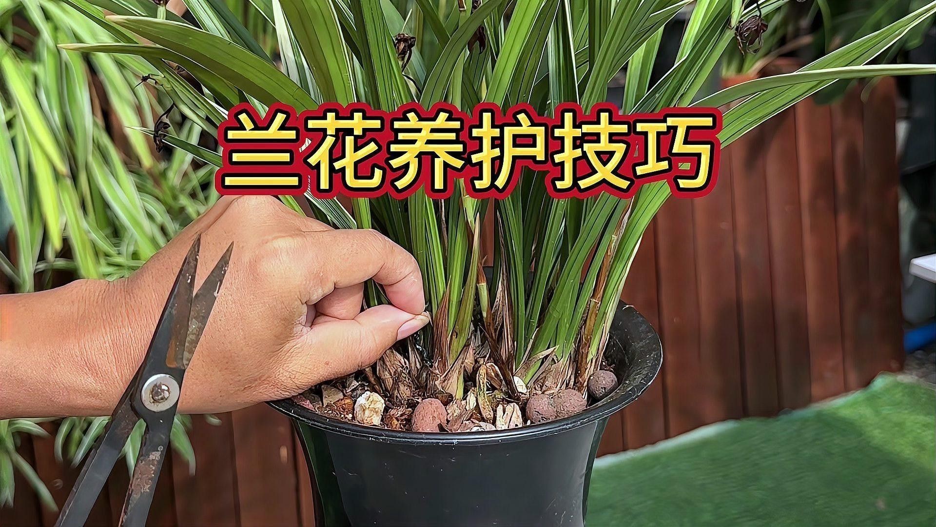 如何延長紅龍字蘭花的花期？