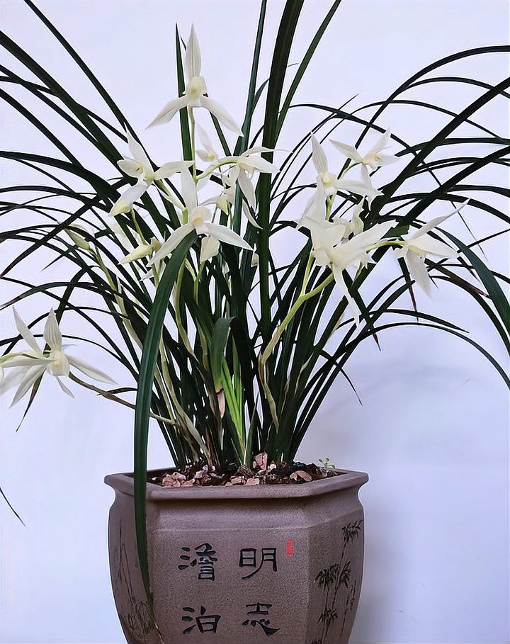 如何延長紅龍字蘭花的花期？