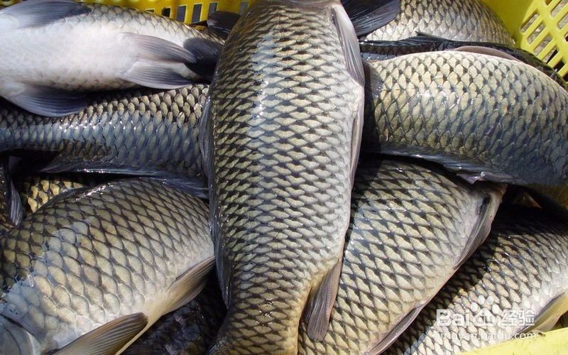 金頭過背金龍魚繁殖后如何護理親魚？
