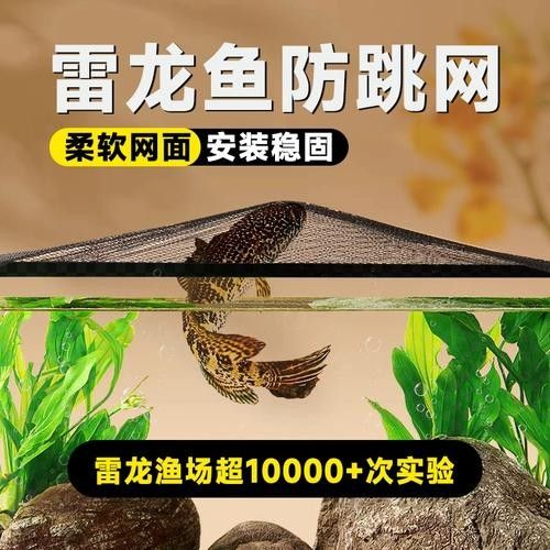 雷龍魚60的缸