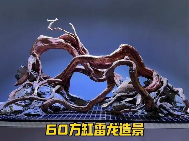 雷龍魚60的缸