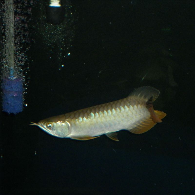 紅龍魚多久繁殖一次？