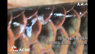 紅龍魚十大漁場排名：紅龍魚漁場排名 紅龍魚十大漁場排名：紅龍魚漁場排名 龍魚百科