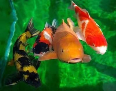 龍魚吃草金魚會死嗎：喂食草金魚給龍魚有可能導(dǎo)致龍魚的健康問題，龍魚會死嗎 龍魚吃草金魚會死嗎：喂食草金魚給龍魚有可能導(dǎo)致龍魚的健康問題，龍魚會死嗎 龍魚百科 第3張