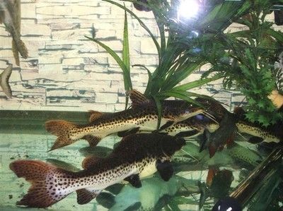 40厘米銀龍魚價(jià)格表（40公分銀龍魚什么價(jià)格360問答）