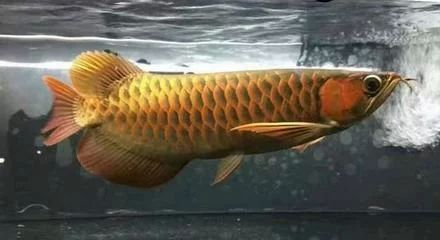 龍魚抖嘴什么原因：龍魚抖嘴是什么原因