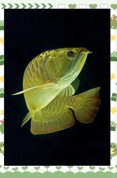 龍魚壁紙超清