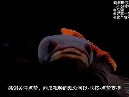 火背雷龍魚苗子 火背雷龍魚苗子 龍魚百科 第7張