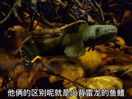 火背雷龍魚苗子 火背雷龍魚苗子 龍魚百科 第4張
