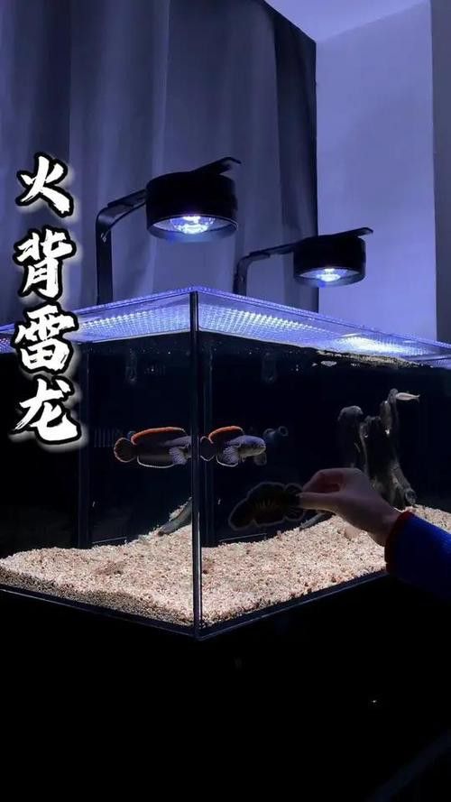 火背雷龍魚苗子 龍魚百科 第14張 火背雷龍魚苗子 火背雷龍魚苗子 龍魚百科 第14張