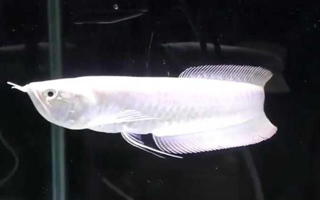 招財(cái)魚和龍魚混養(yǎng)打架怎么辦啊圖片