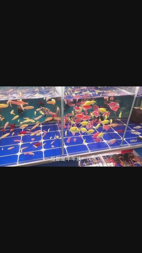 招財(cái)魚和龍魚混養(yǎng)打架怎么辦啊圖片