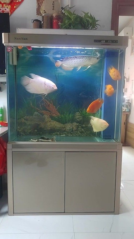 招財(cái)魚和龍魚混養(yǎng)打架怎么辦啊圖片