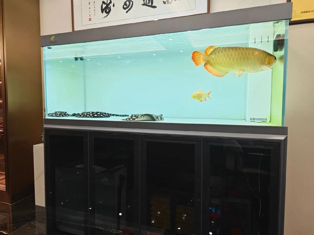 招財(cái)魚和龍魚混養(yǎng)打架怎么辦啊圖片