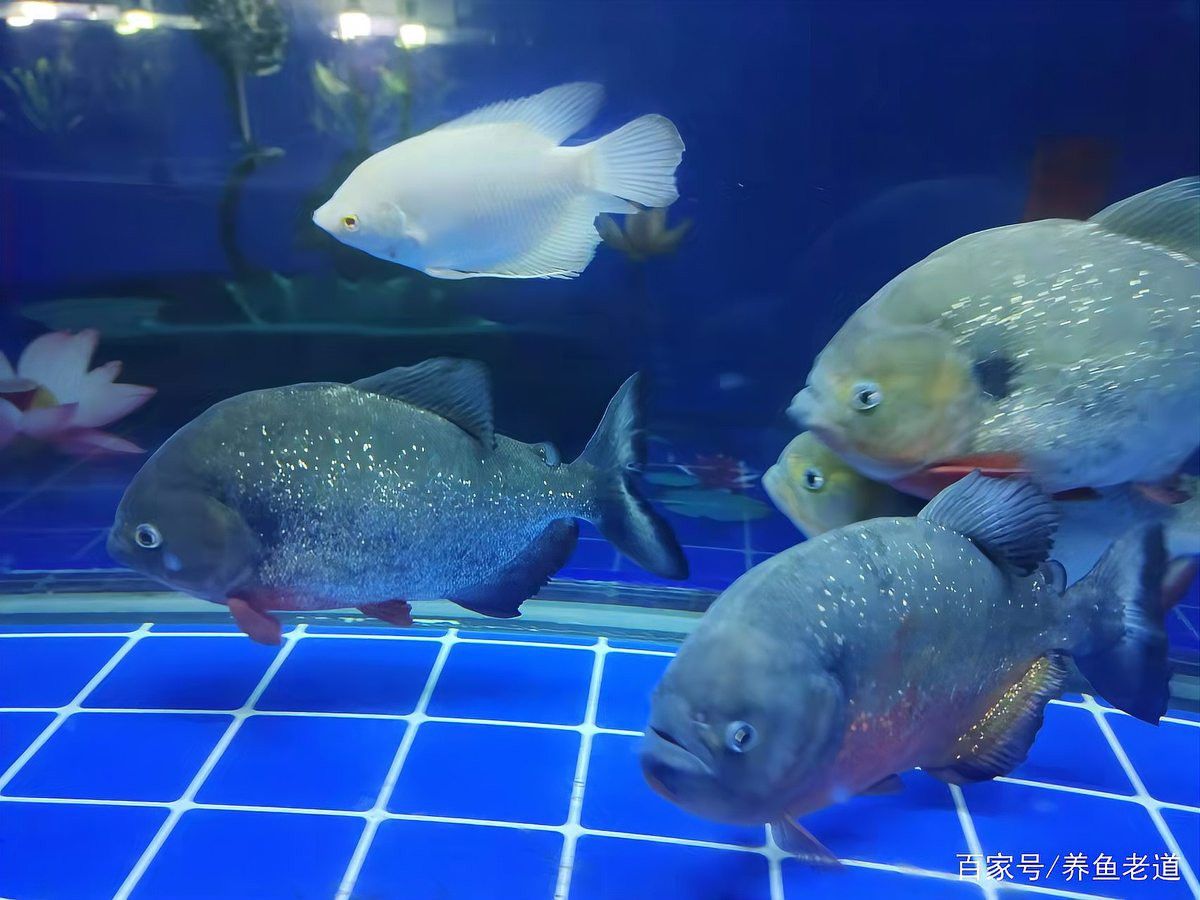 招財(cái)魚和龍魚混養(yǎng)打架怎么辦啊圖片