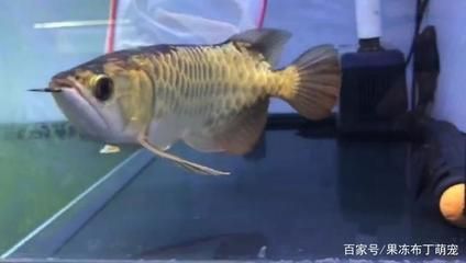 3元一條的小金龍魚是否值得購買主要取決于價格：3元一條的小金龍魚值得購買嗎？