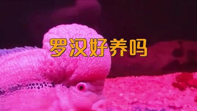 馬來西亞羅漢母魚好養(yǎng)嗎