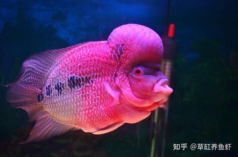 馬來西亞羅漢母魚好養(yǎng)嗎