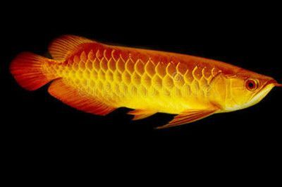 龍魚翻身了怎么搶救搶救多久可以救活：如何搶救龍魚，龍魚翻身后的飲食調(diào)整