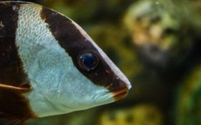 龍魚翻身了怎么搶救搶救多久可以救活:如何搶救龍魚,龍魚翻身后的飲食調整 龍魚百科 第5張 龍魚翻身了怎么搶救搶救多久可以救活:如何搶救龍魚,龍魚翻身后的飲食調整 龍魚翻身了怎么搶救搶救多久可以救活:如何搶救龍魚,龍魚翻身后的飲食調整 龍魚百科 第5張