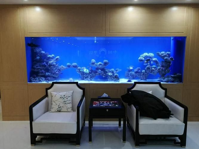 新手養(yǎng)銀龍魚教學(xué)方法圖片