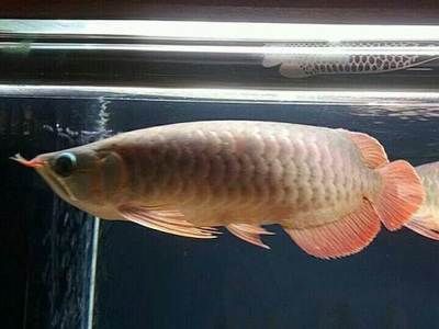 龍魚什么叫過背高背?龍魚過背和高背的區別是什么？全面解析兩者的不同