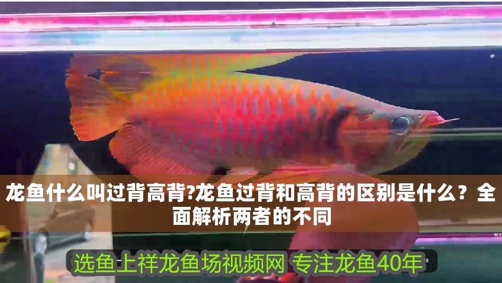 龍魚什么叫過背高背?龍魚過背和高背的區別是什么？全面解析兩者的不同