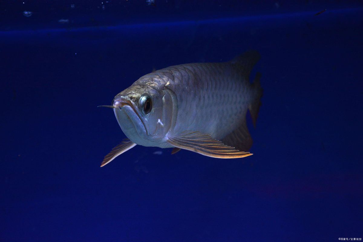 哪些疫苗可以預防龍魚疾病？